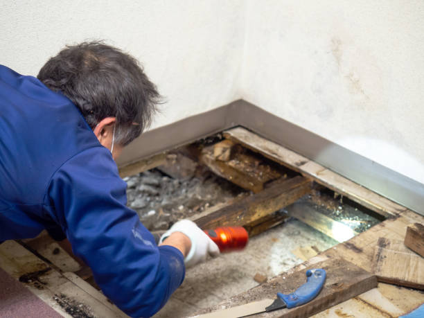 Best Attic Mold Removal  in Brownsville, PA