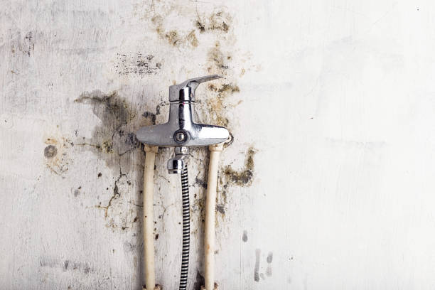 Trusted Brownsville, PA Mold Removal Experts