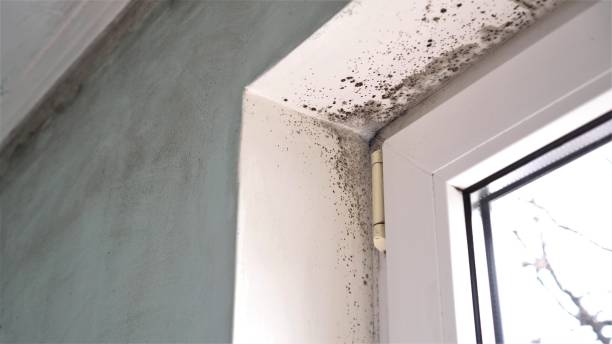 Best Certified Mold Removal  in Brownsville, PA
