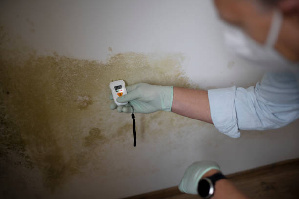 Best Mold Cleaning Services  in Brownsville, PA