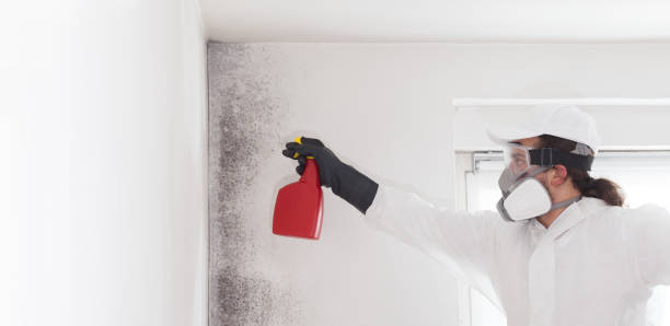 Best Professional Mold Removal  in Brownsville, PA