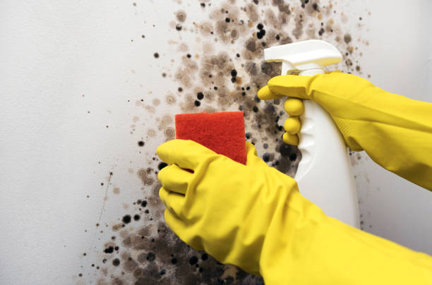 Best Office Mold Removal Services  in Brownsville, PA