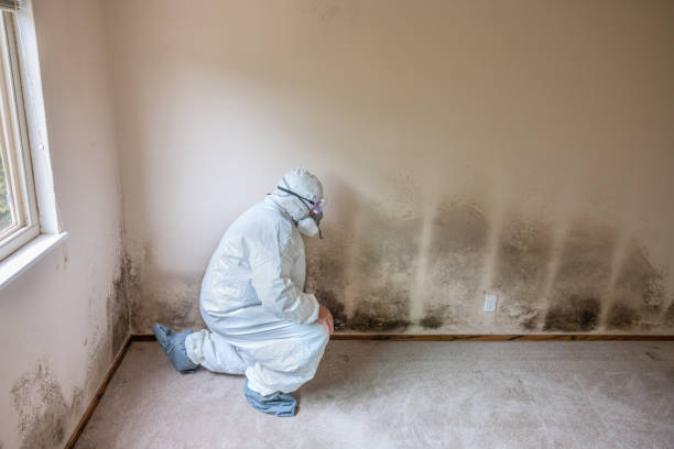 Best Attic Mold Removal  in Brownsville, PA