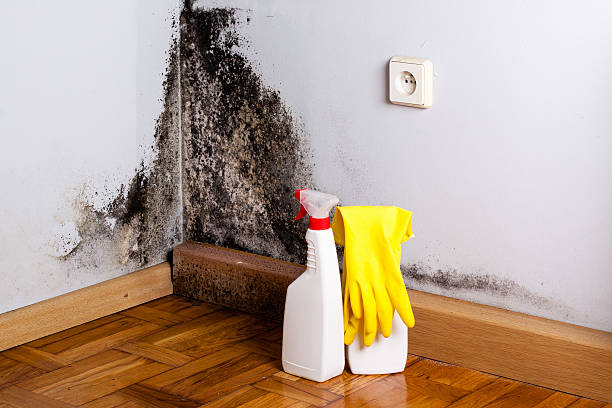Best Crawl Space Mold Removal  in Brownsville, PA
