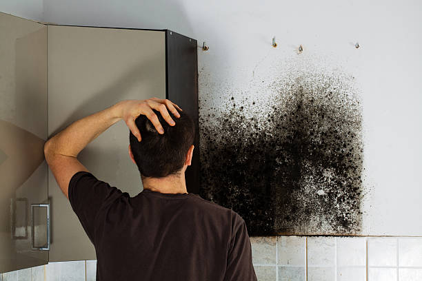 Certified Mold Removal in Brownsville, PA