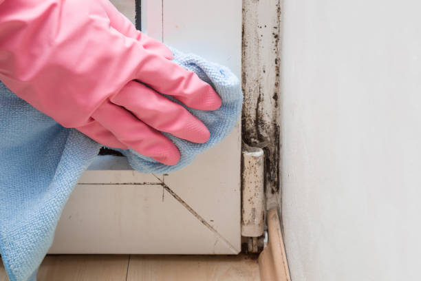 Office Mold Removal Services in Brownsville, PA